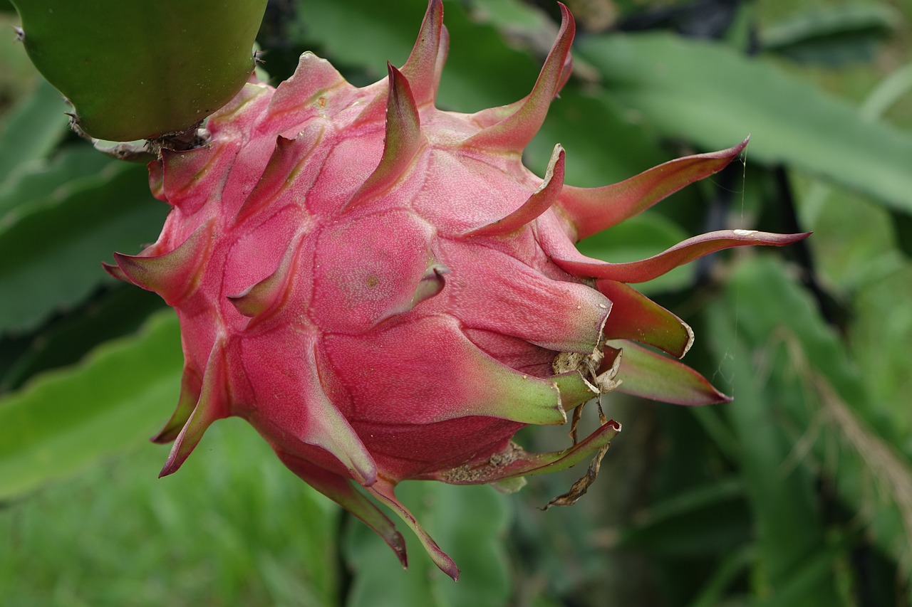 red dragon fruit, pitaya, dragon fruit-1973815.jpg